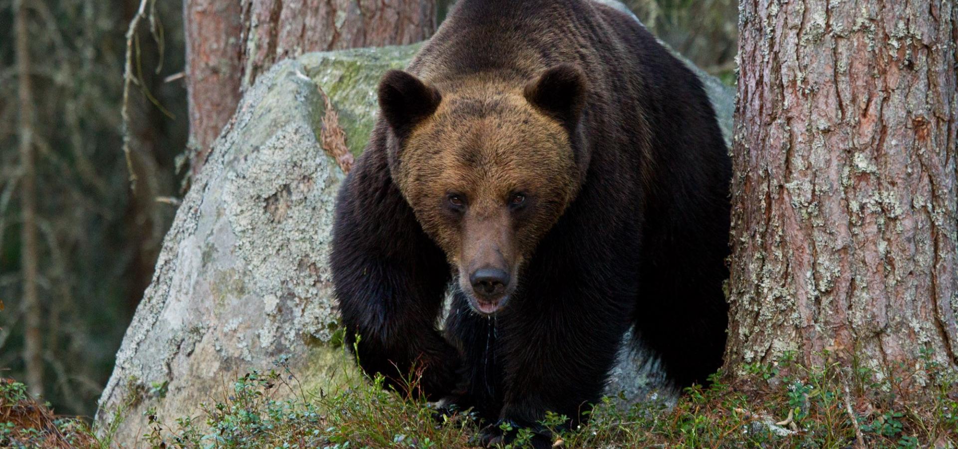 Björnskådning i Gästrikland