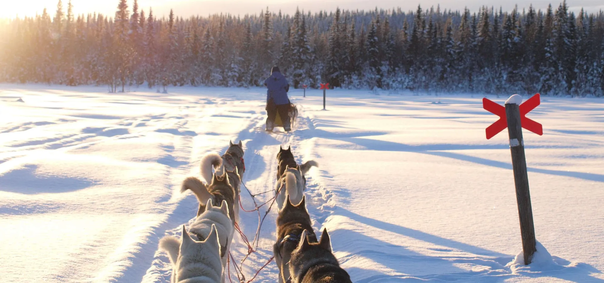 Hundspann i färd mot skogen - Foto Nordic Husky Farm