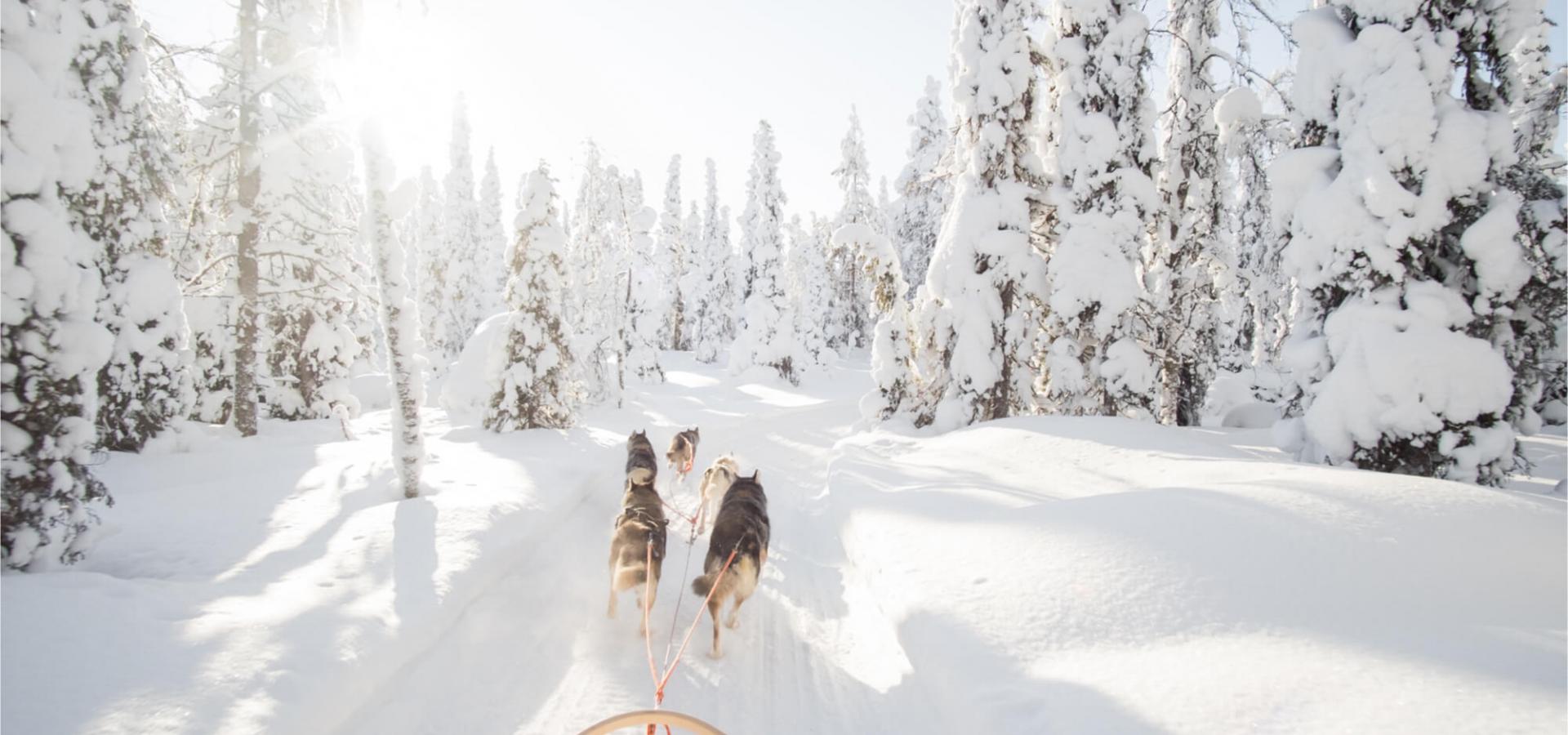 Bakom ett hundspann i djup snö i skogen - Foto Shutterstock / VisitTo