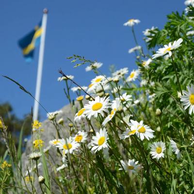 Svenska flagg i ett fält med blommor mot en blå himmel