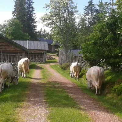 Bo nära och i naturen
