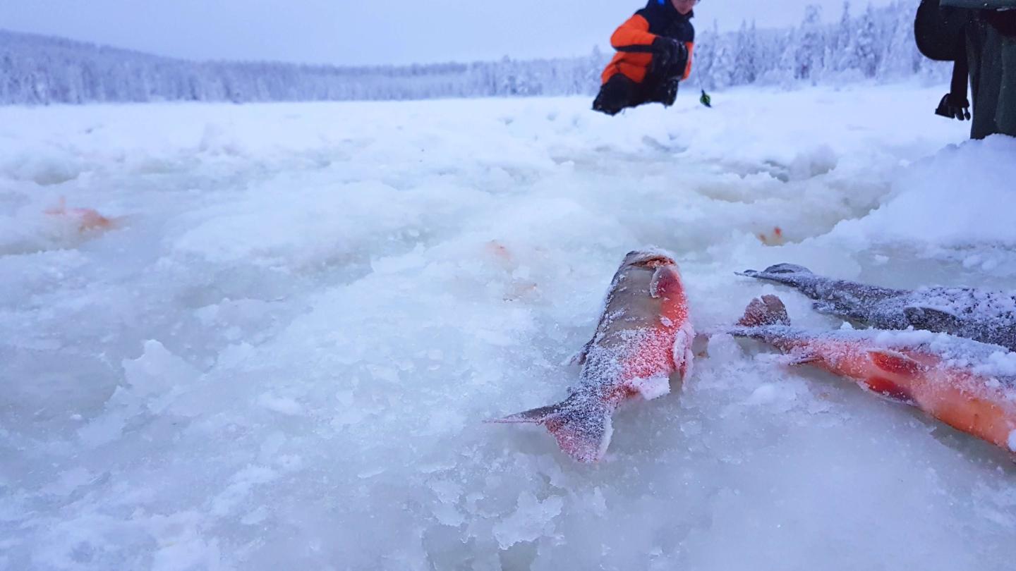 Isfiske - Jakten på rödingen