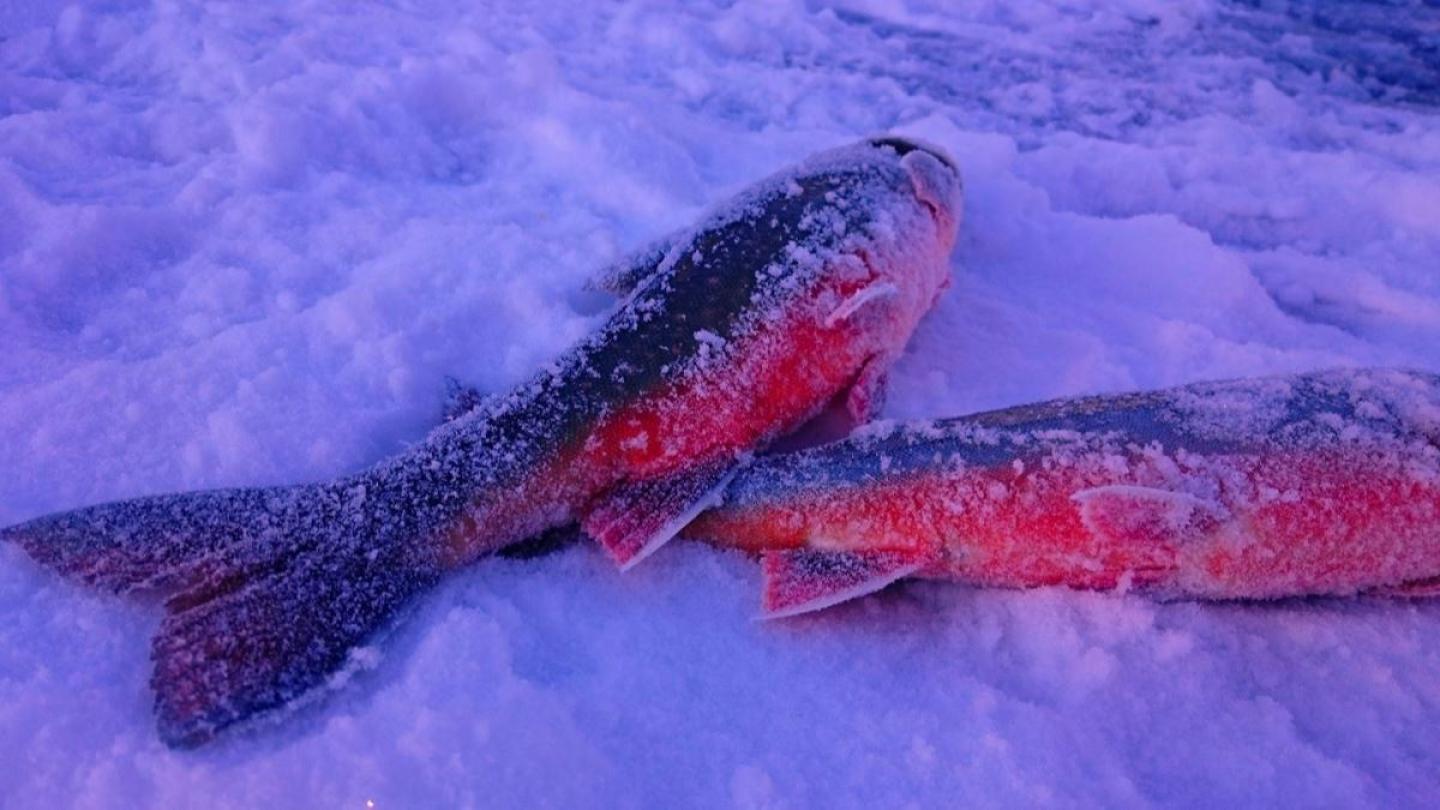 Två fångade fiskar av sorten röding ligger på isen