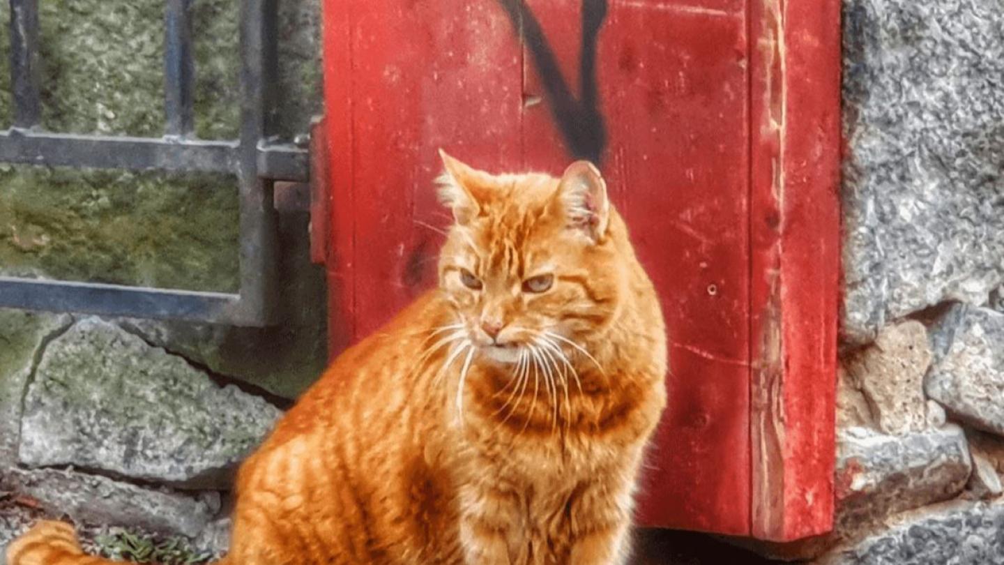 Orange katt sitter framför en röd dörrpost