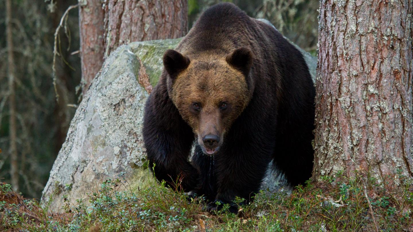 Björnskådning - Foto Wild Nordic